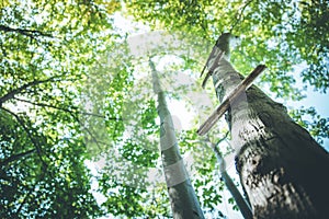 Playground in the wood: wooden ladder on a tree