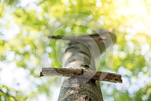 Playground in the wood: wooden ladder on a tree