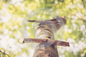 Playground in the wood: wooden ladder on a tree