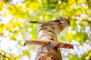 Playground in the wood: wooden ladder on a tree