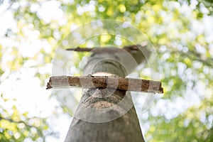 Playground in the wood: wooden ladder on a tree