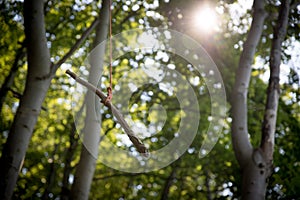 Playground in the wood: wooden swing on a tree