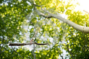 Playground in the wood: wooden swing on a tree