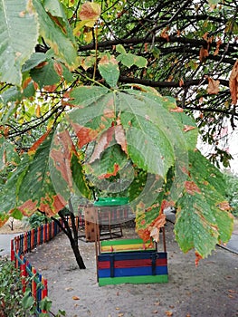 Playgroundin autumn. chestnut branches