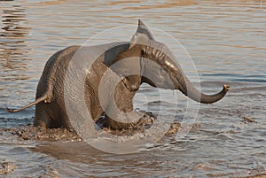 Playig baby elephant