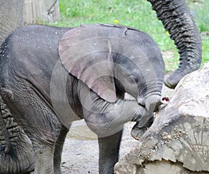 Playing african elephant baby