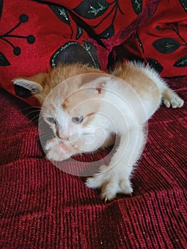 Playing arround kitty