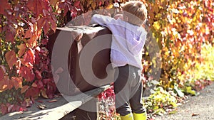 Playing in the autumn park. Adorable boy waiting with suitcase. Fall foliage. Autumn Baby boy in Fall Leaves Park