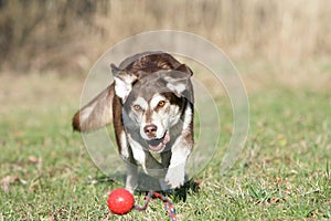 Playing ball photo