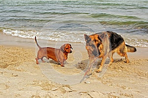 Playing on the beach bar dogsgerman shepherd and a small red-haired dachshund in the warm spring sun