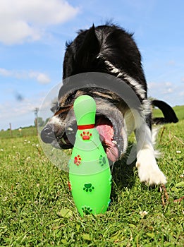 Playing border collie puppy in the garden