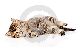 Playing british kitten. isolated on white background