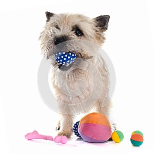 Playing cairn terrier