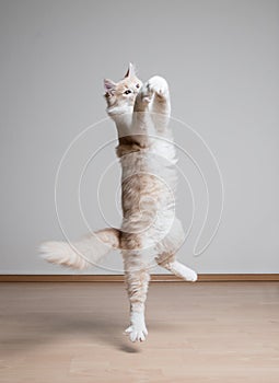 Playing cat jumping up in the air