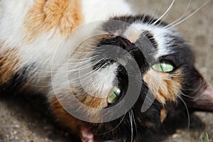 playing cat, cat, katze, farm, Bauernhof photo