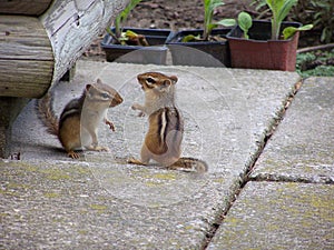 Playing Chipmunks photo