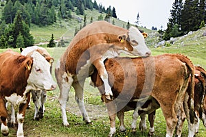 Playing cows at Dobrac, Carinthia, Austria