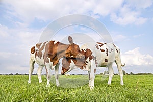 Playing cows love cuddling in a field under a blue sky, two calves rubbing heads, lovingly and playful, fighting or playing