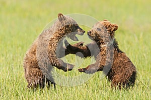 Playing Cubs