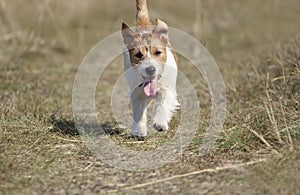 Playing cute pet dog puppy running in the grass