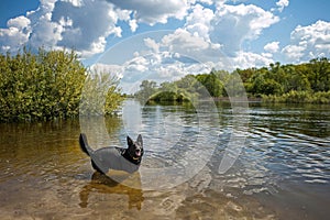 The playing dog on the bank of the river