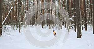 Playing with a dog in the forest outdoors. The sporty lifestyle of pets.