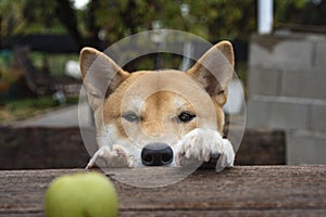 playing dog of the shiba inu breed