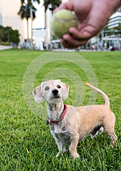 Playing with a dog, a tennis ball for a walk with a little playful dog. Walking in the Miami city.