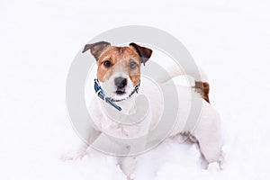 Playing dog on white background in deep snow