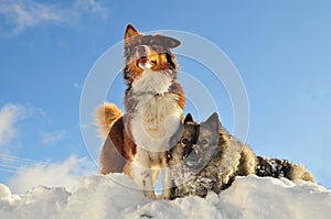 Playing dogs romp in the snow