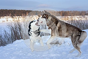 Playing dogs on snow. Husky dogs jump, bite, fight. Friendly two siberian husky dogs.