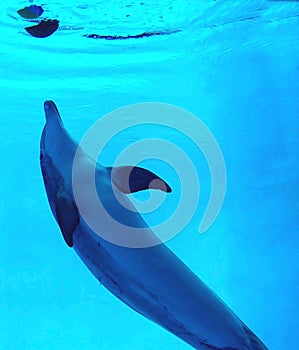 Playing dolphin photo