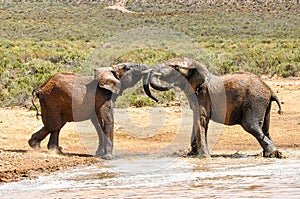 Playing Elephants