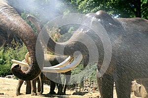 Playing elephants in summer