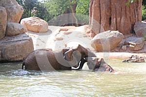 Playing elephants taking bath