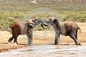 Playing Elephants photo