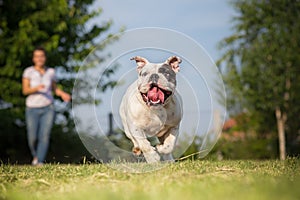 Playing with english bulldog