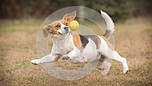 Playing fetch with beagle dog