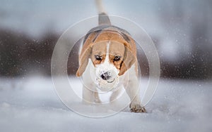 Playing fetch with Beagle dog on snowy day