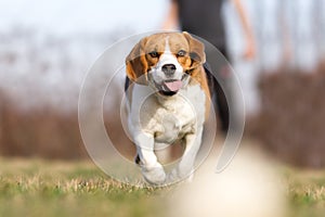 Playing fetch with Beagle