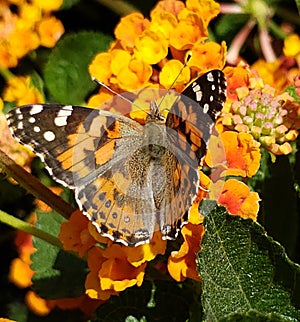 Playing in the flowers