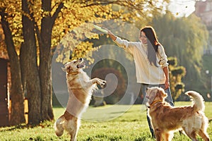 Playing frisbee. Woman have a walk with two Golden Retriever dogs in the park