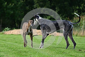 Playing Galgos photo