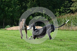 Playing Galgos photo