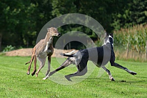 Playing Galgos photo