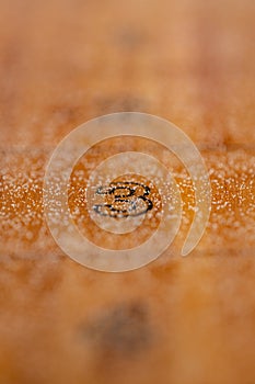 Playing a game of shuffleboard..