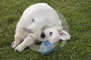 Playing Golden Retriever Puppy