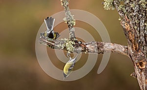 Playing Great Tit birds