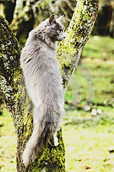 Cat climbing the tree photo