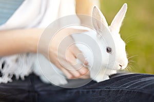 Playing, hands and a child with a rabbit in nature for bonding, touching and relax. Care, cute and a girl or person with
